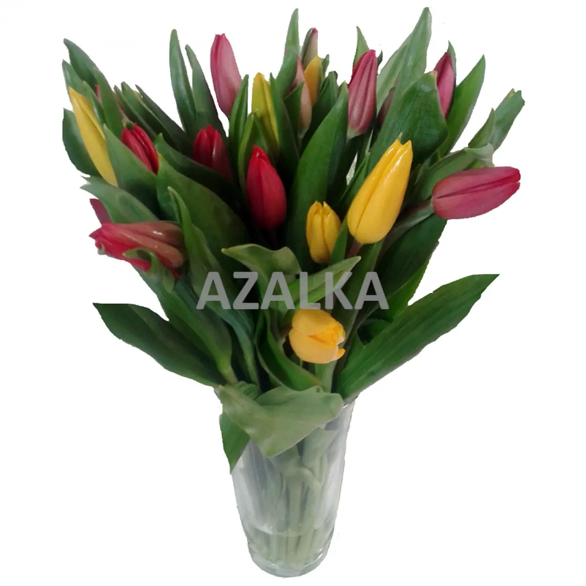 Tulipán
