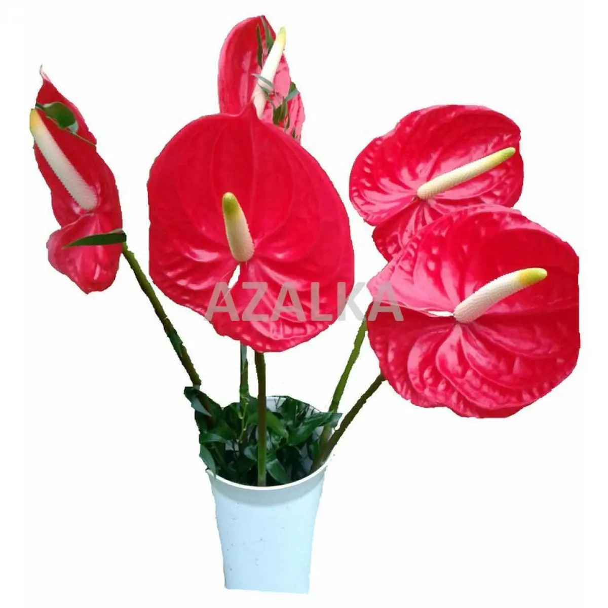 Anthurie Tropic