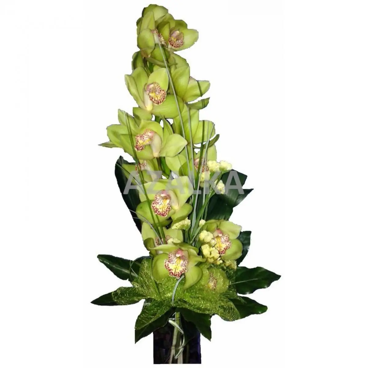 Cymbidium (Délka 80Cm)
